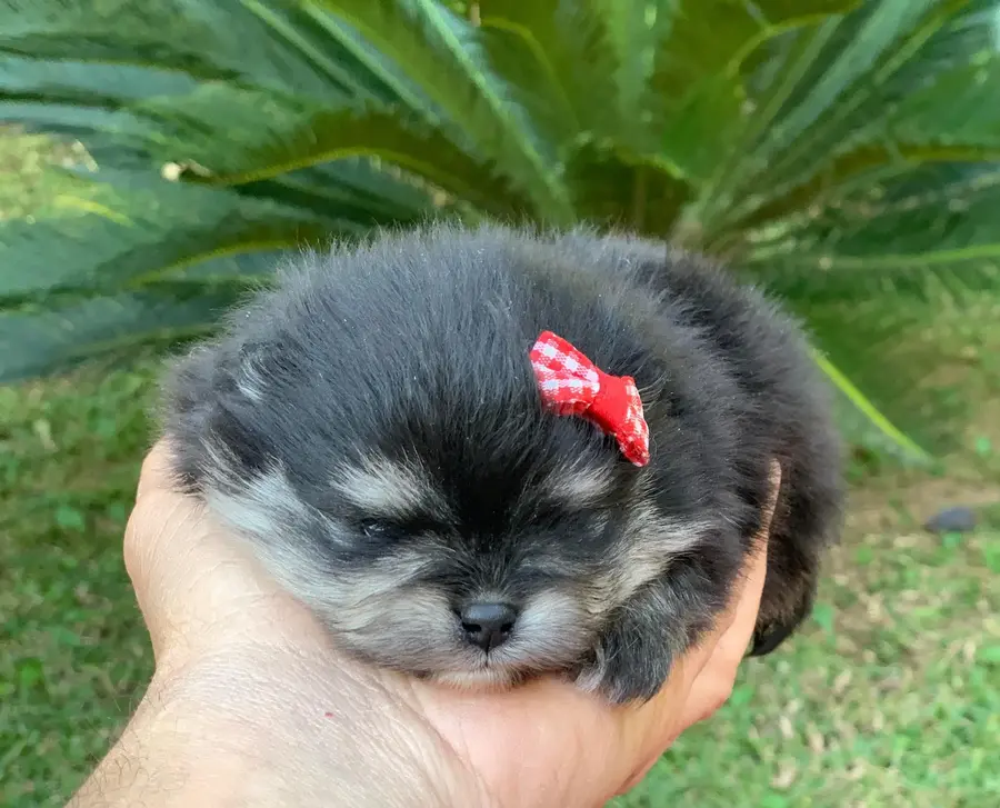 cachorro