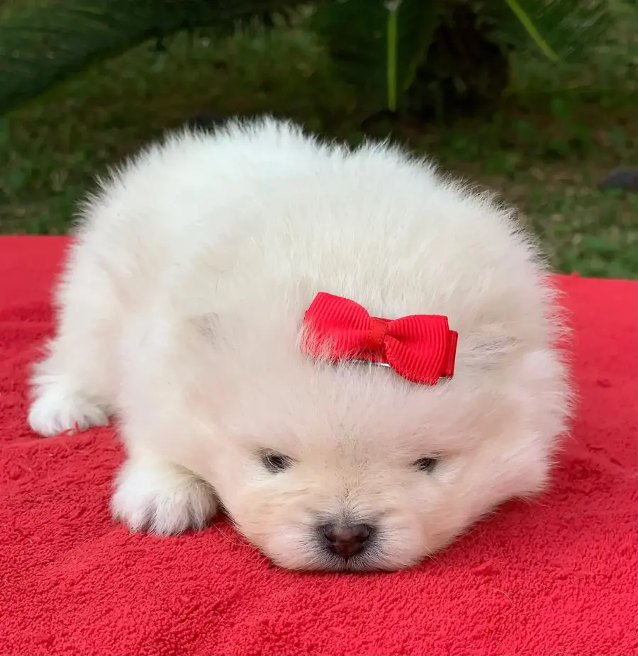 cachorro