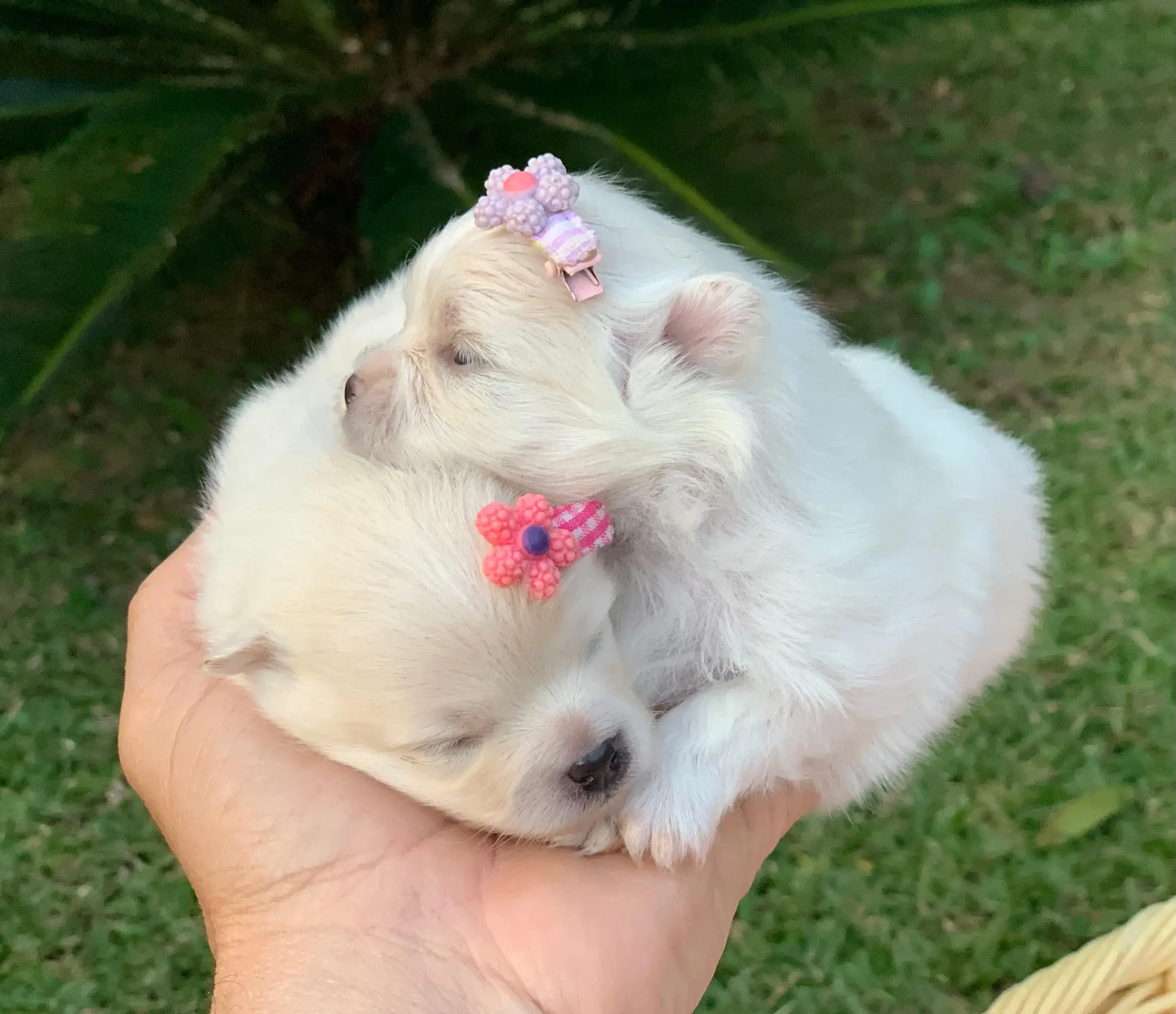 cachorro