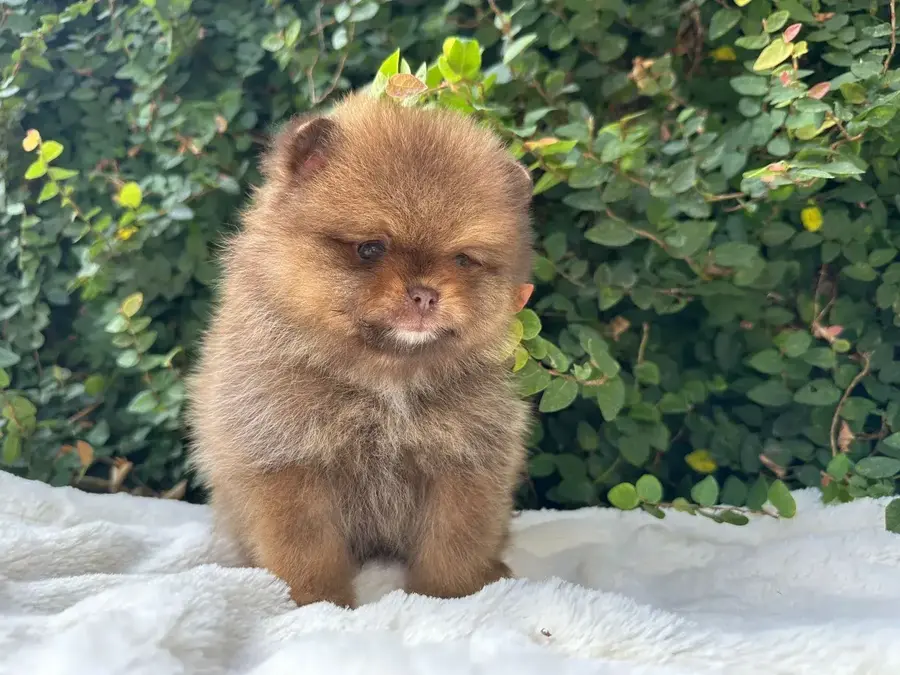 cachorro