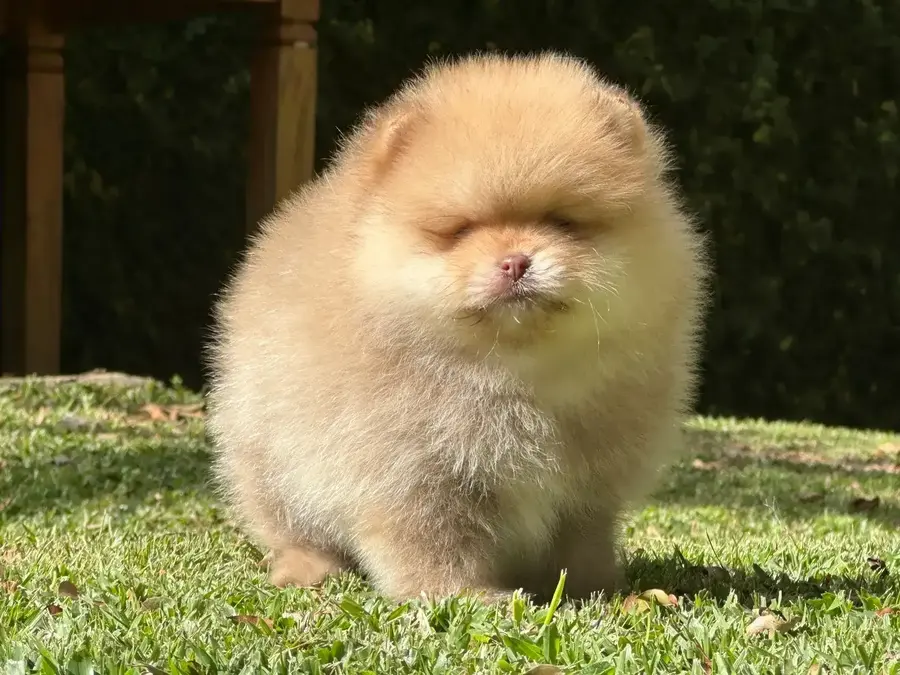 cachorro