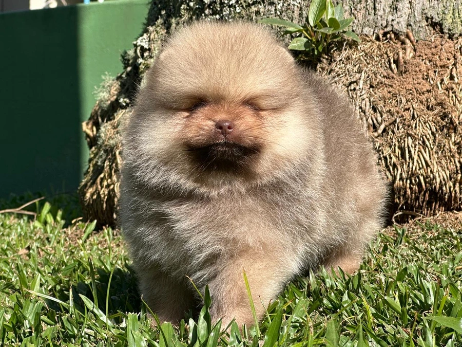 cachorro