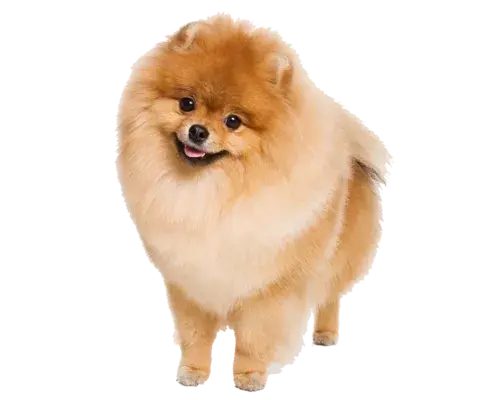 cachorro