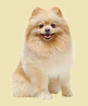 Cachorro