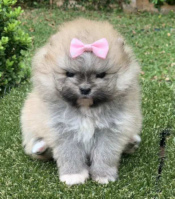 cachorro