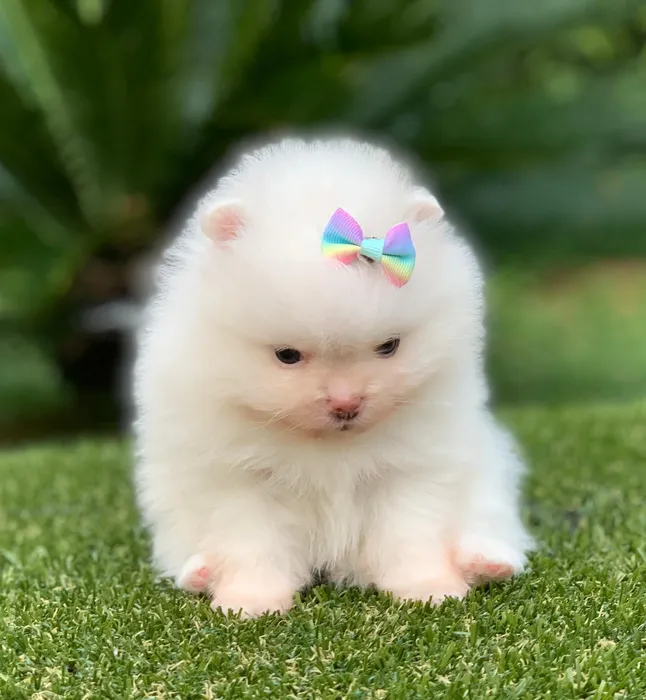 cachorro