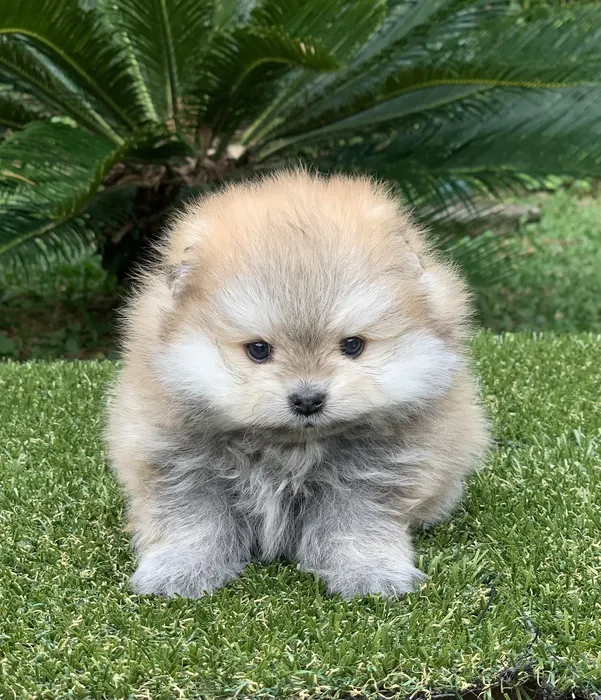 cachorro