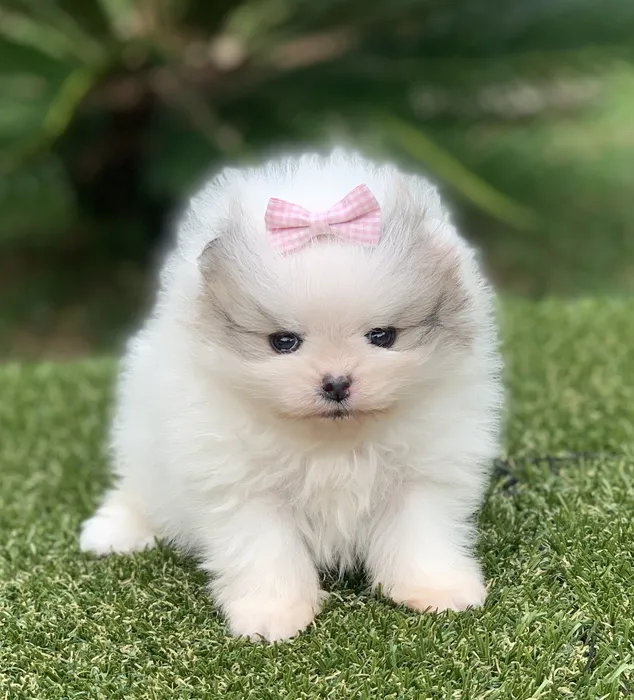 cachorro