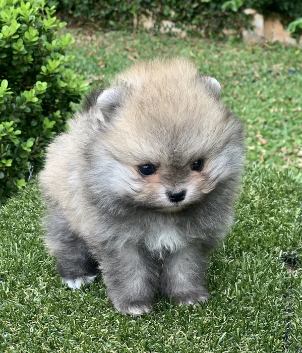 cachorro