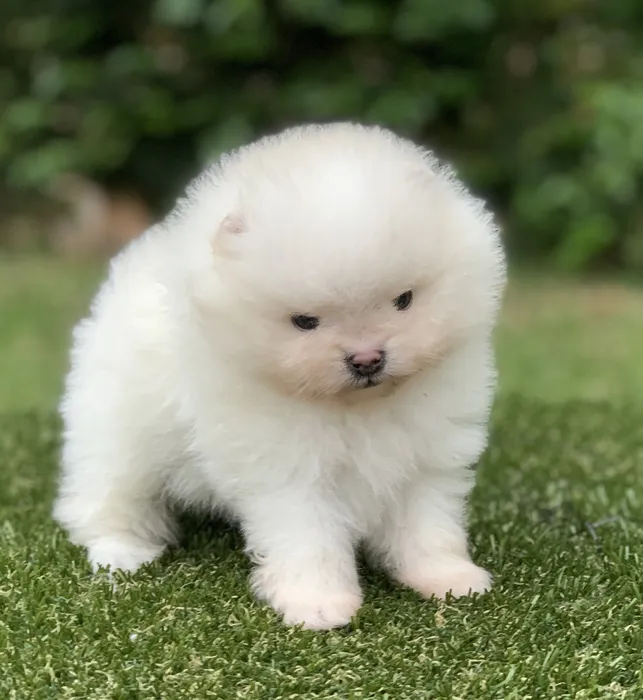 cachorro
