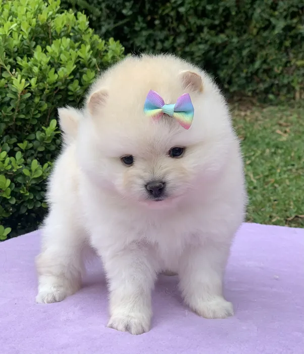 cachorro