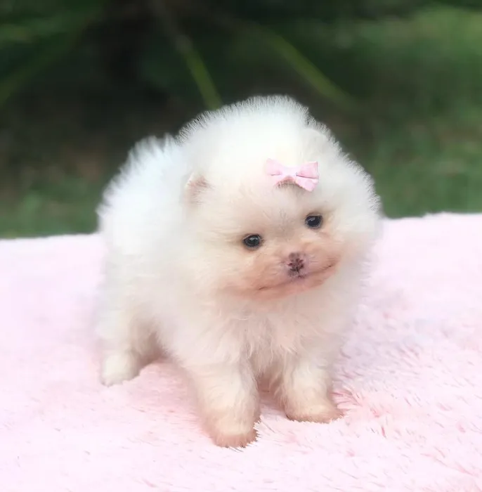 cachorro