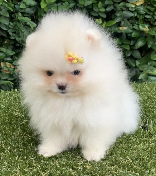 Canil de lulu da Pomerânia em Campinas