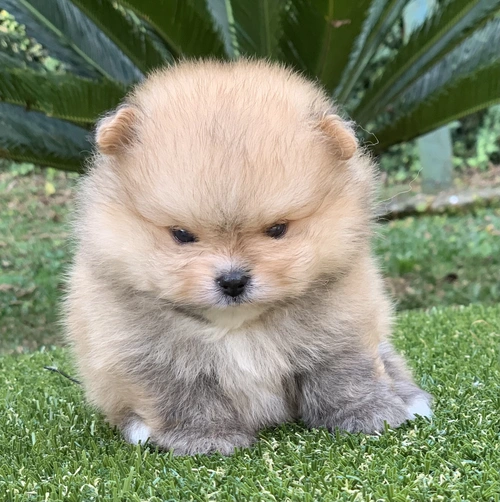 Canil de Spitz alemão em Cotia