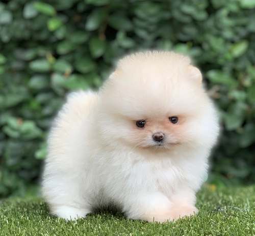 Canil de Spitz alemão em São Roque