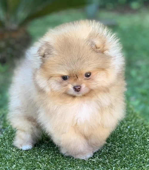 Cão de companhia no Morumbi