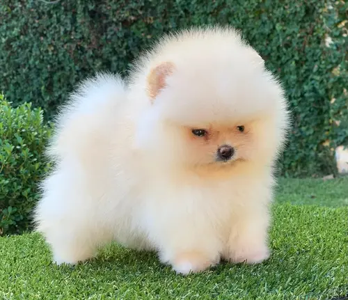 Cão para apartamento em Alphaville