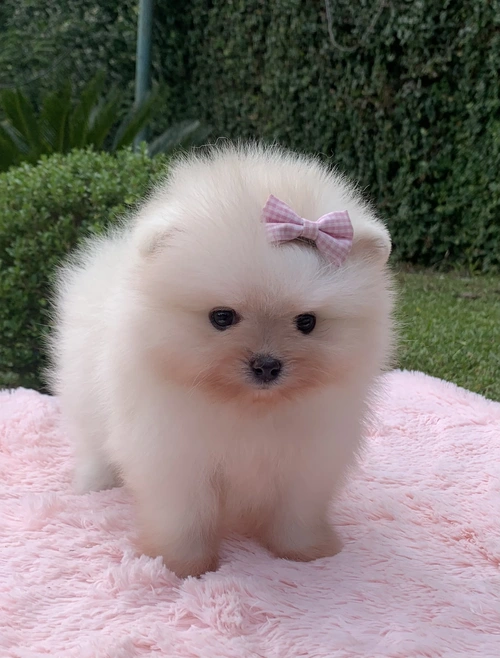 Filhote de lulu da Pomerânia