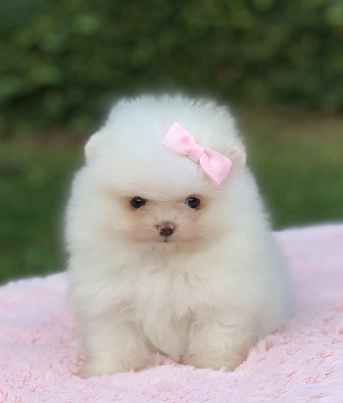 Lulu da Pomerânia em Cotia
