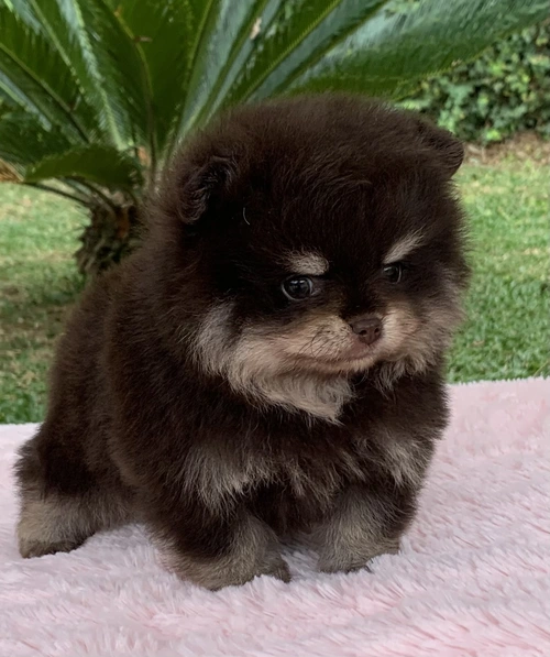 Lulu da Pomerânia em Jundiaí