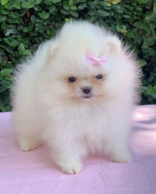 Spitz alemão anão em Limeira