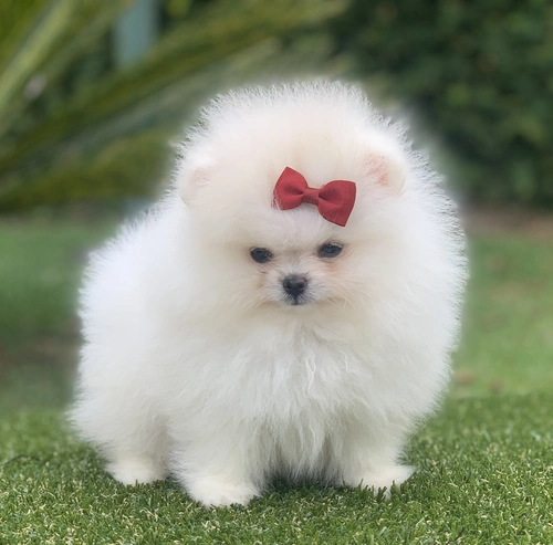 Spitz alemão em Cotia