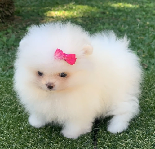 Spitz alemão em Itu