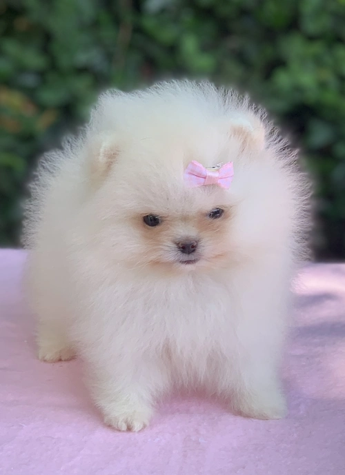 Spitz alemão em Jundiaí