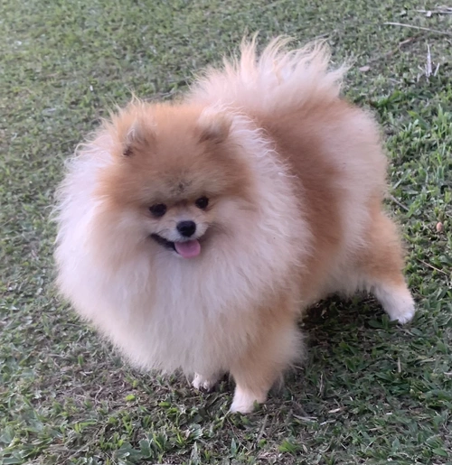 Spitz alemão em Santana