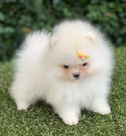 Spitz alemão na Mooca