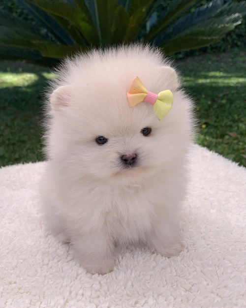 Spitz alemão branco
